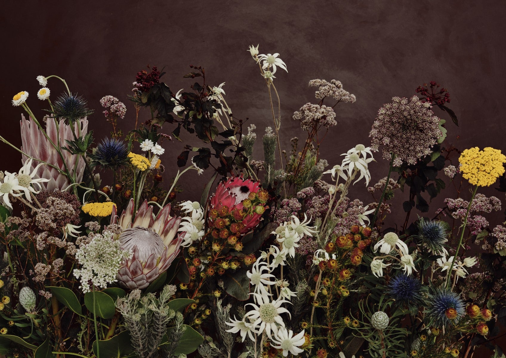 Fine art print of a sweeping native Australian wildflower arrangement — proteas, flannel flowers, yarrow and blue thistle — against a deep burgundy backdrop.