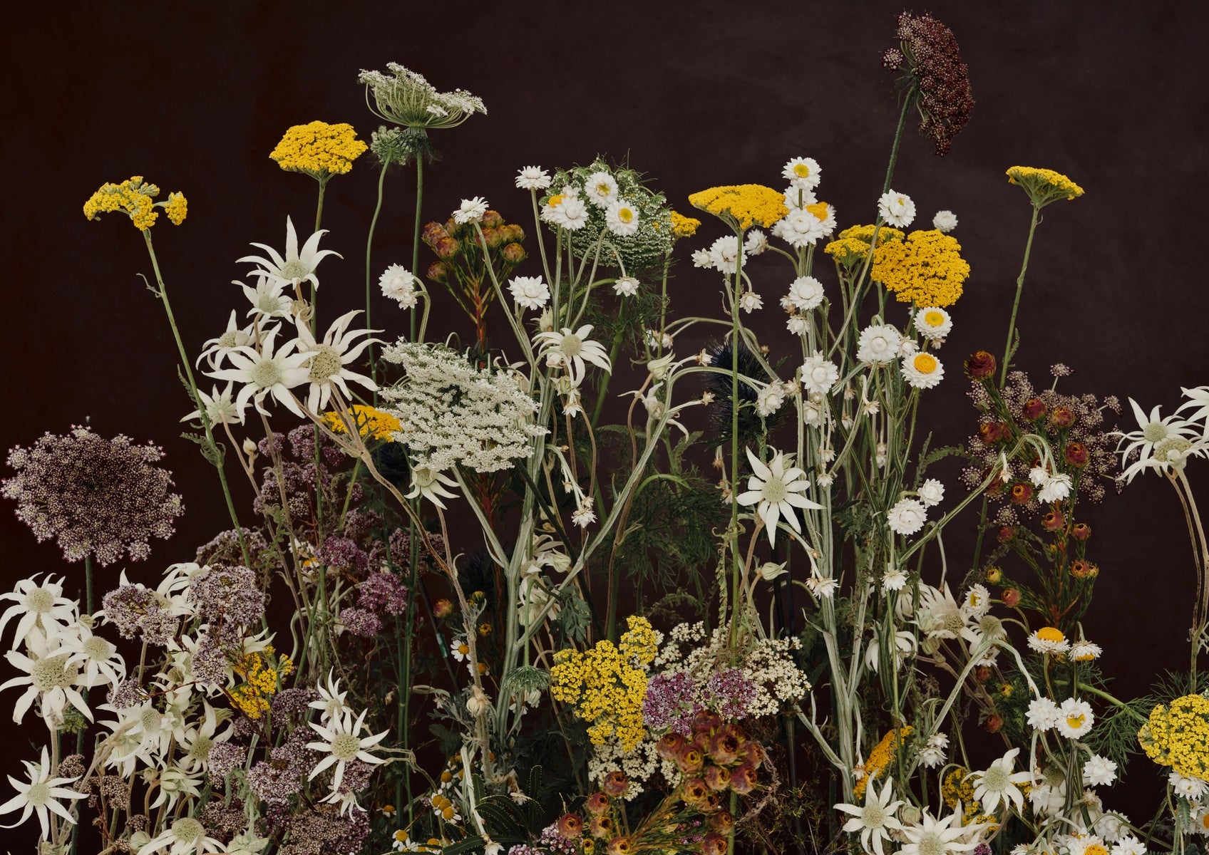 Fine art print of tall, airy native wildflower stems — yarrow, flannel flowers and daisies — against a near-black brown background.