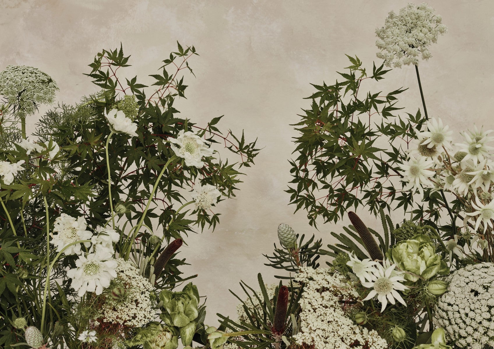 Fine art landscape of soft white flannel flowers, daisies and lacy umbellifers against a warm taupe plaster wall.