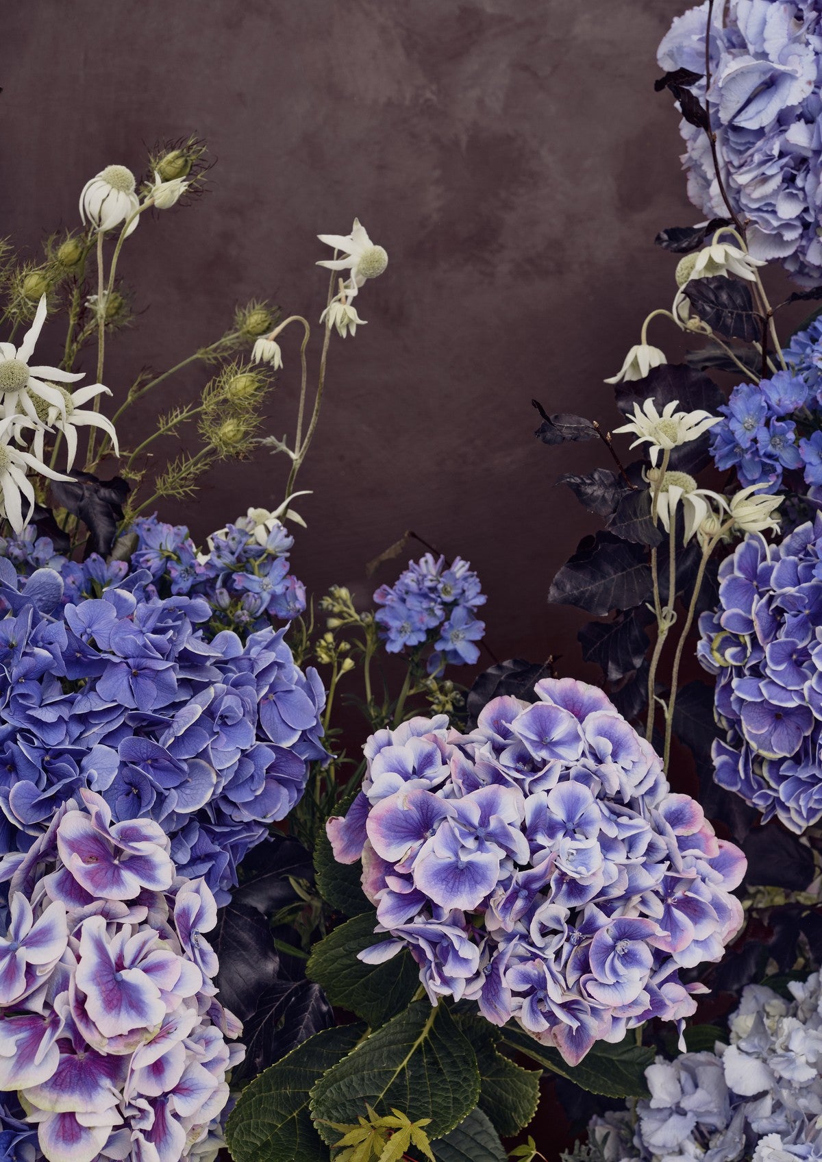 Fine art portrait of lush purple-blue hydrangeas and white flannel flowers against a deep aubergine-brown wall.
