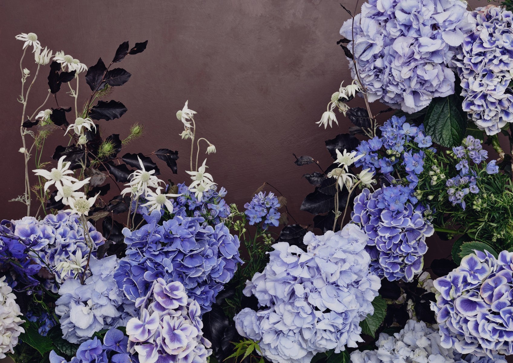 Fine art landscape of pale blue and lilac hydrangeas with white flannel-flower spires against a dusky mauve-brown wall.