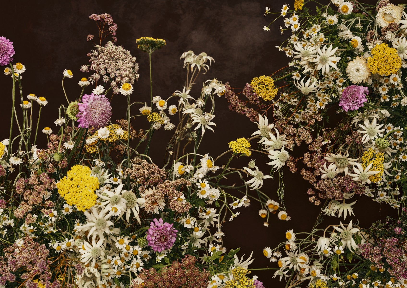 Fine art landscape of dense wildflowers — flannel flowers, daisies, pink and yellow blooms — against a near-black chocolate-brown background.