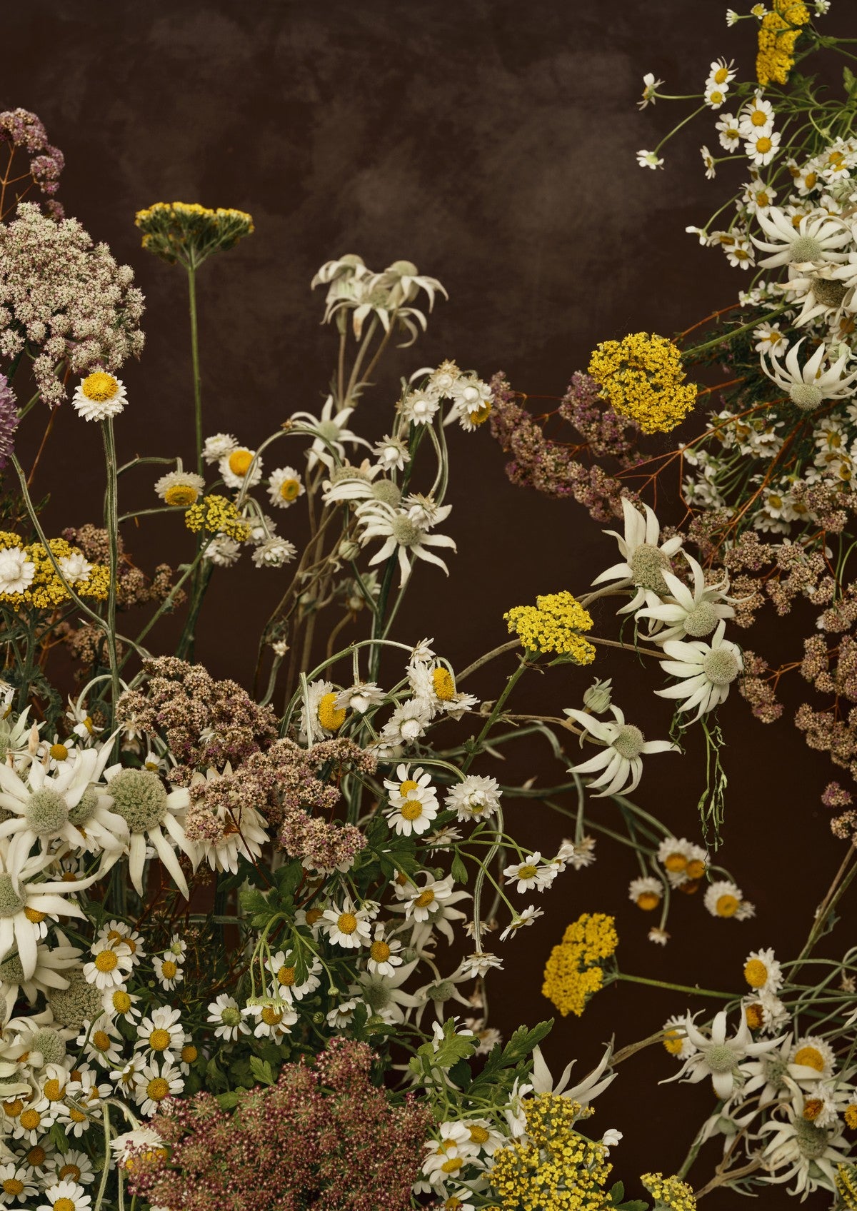 Fine art portrait of white flannel flowers, daisies and yellow yarrow tumbling across a deep chocolate-brown background.