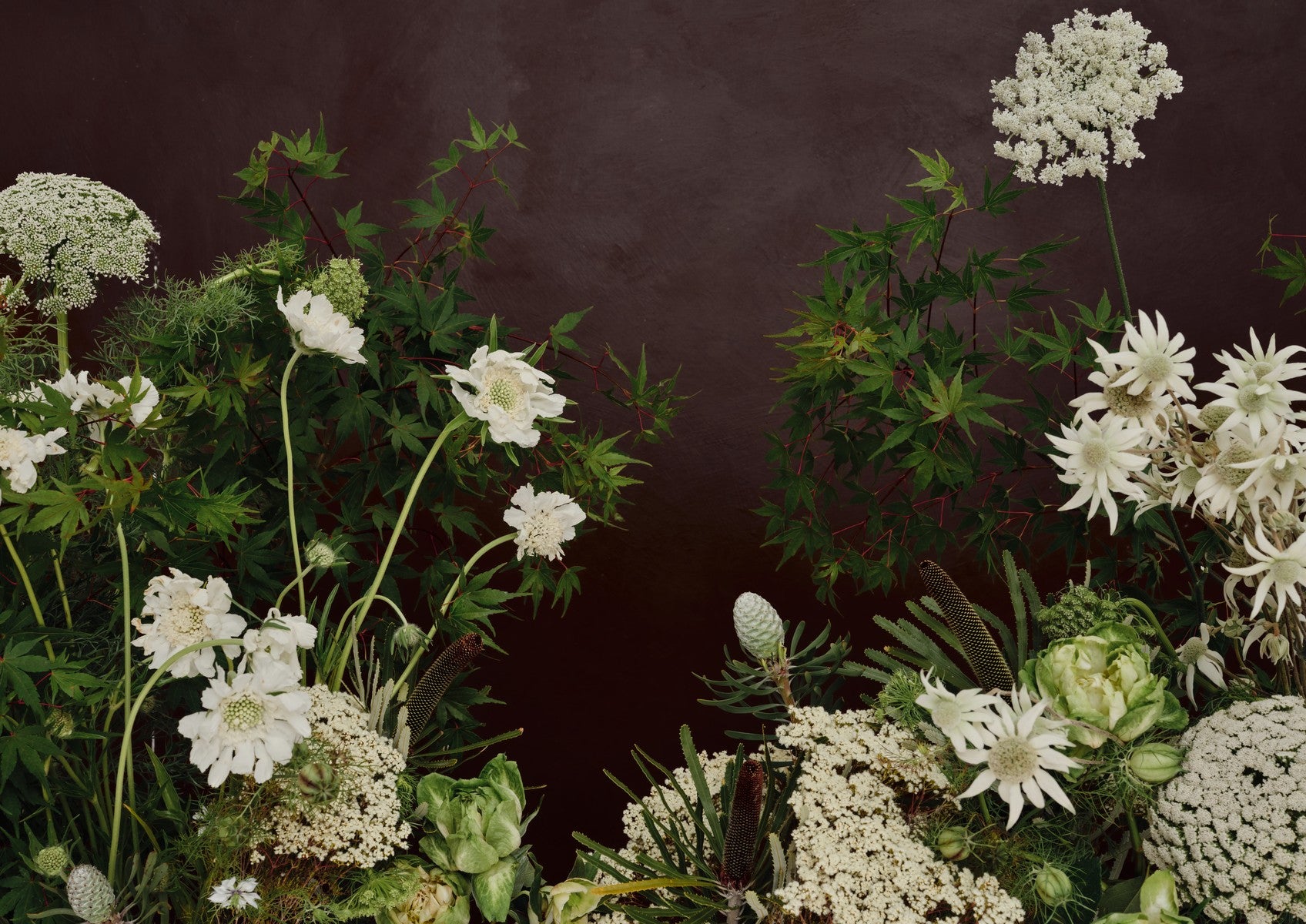 Fine art landscape of white scabiosa, flannel flowers and Queen Anne's lace with Japanese-maple foliage against an oxblood-brown wall.