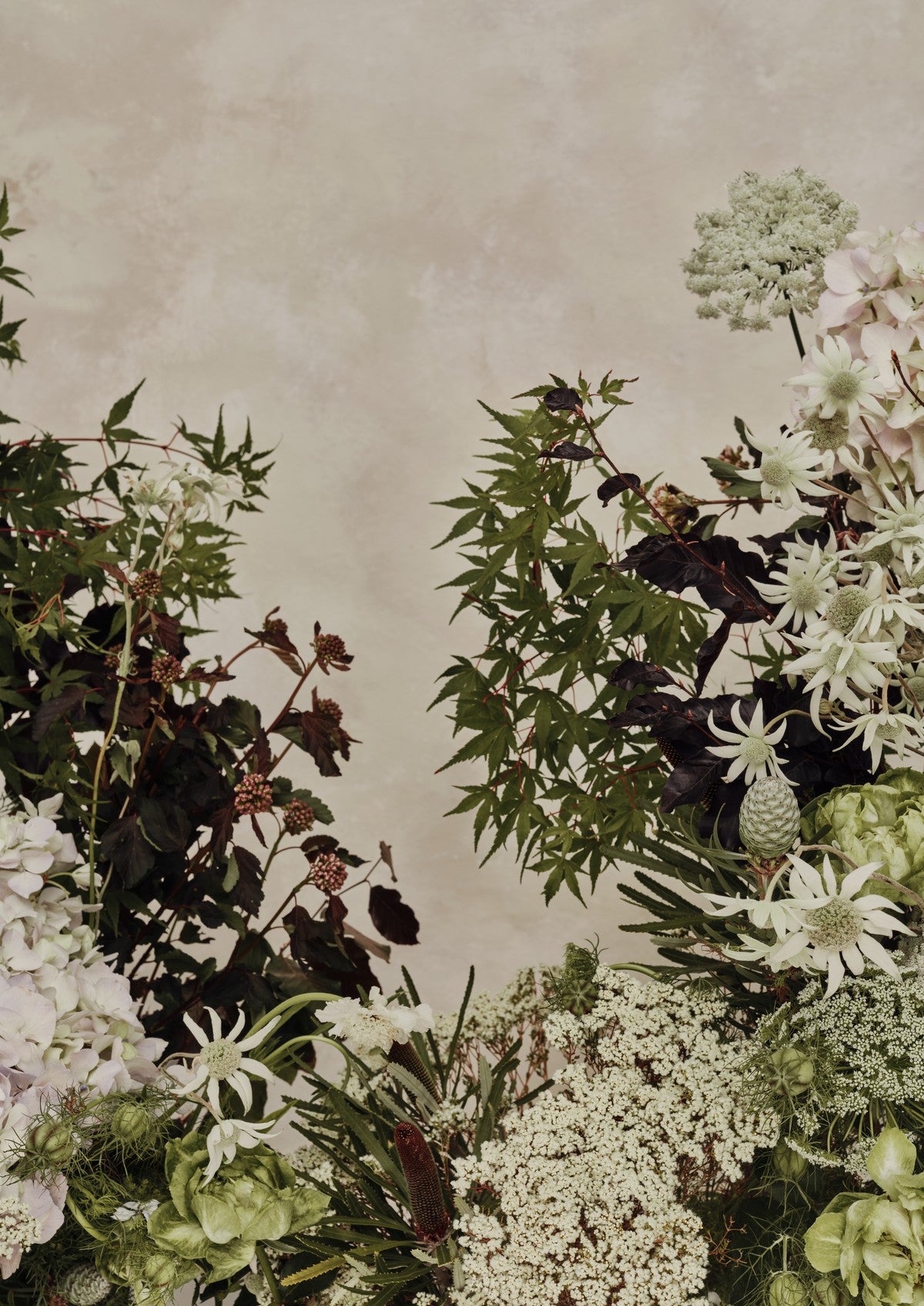 Fine art portrait of Japanese-maple branches, blackberry foliage, hydrangea and flannel flowers framing a soft taupe-grey wall.