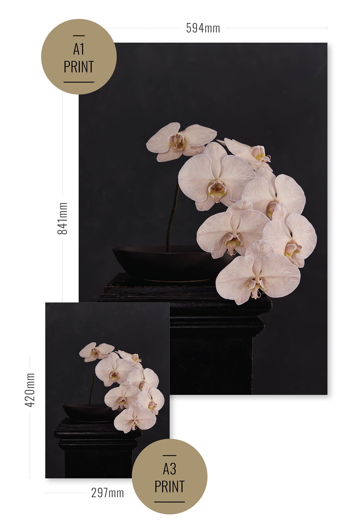 Fine Art Print Of A White Phaleanopsis Stem In A Black Bowl On A Black Mantle With A Black Rustic Background Size Comparison Chart