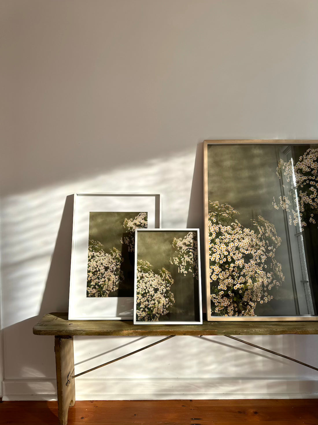 Austin Bloom Fine Art Print Chamomile