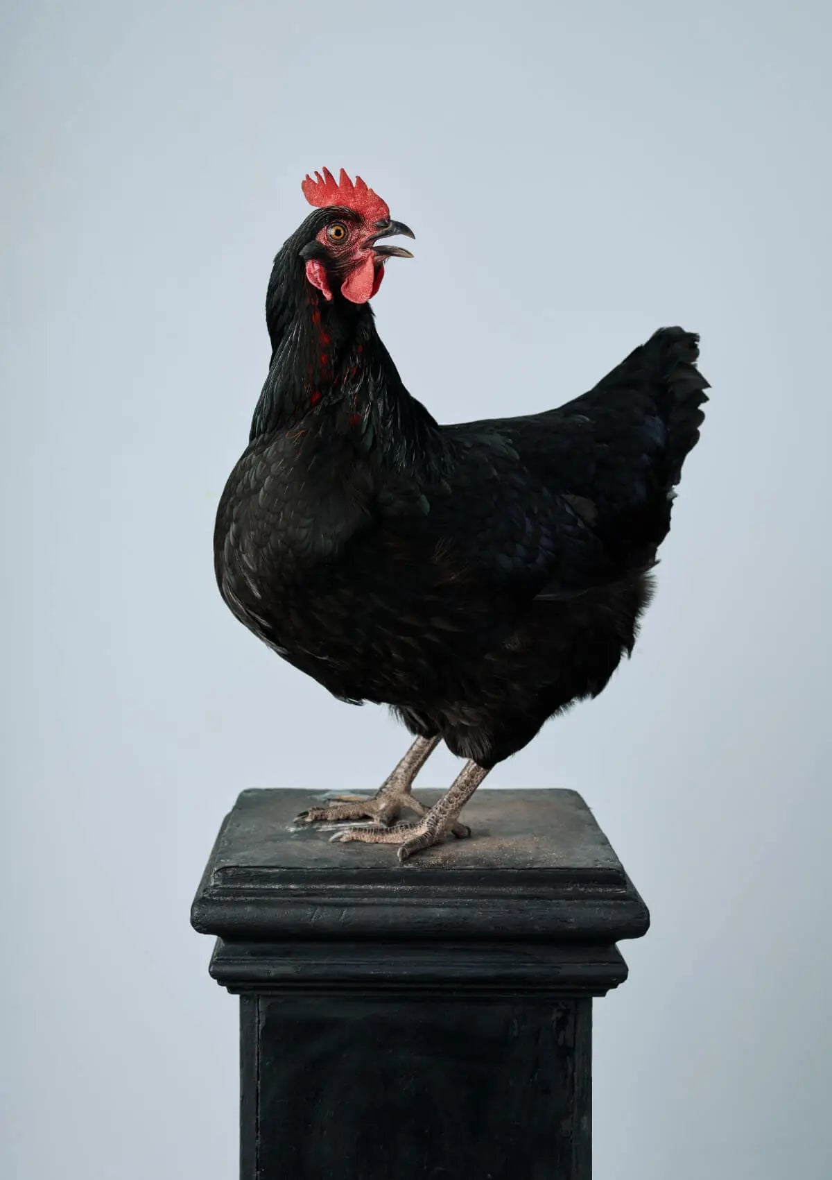 Fine art print of a majestic black hen with striking red comb and wattles perched on a weathered dark pedestal against a soft grey background