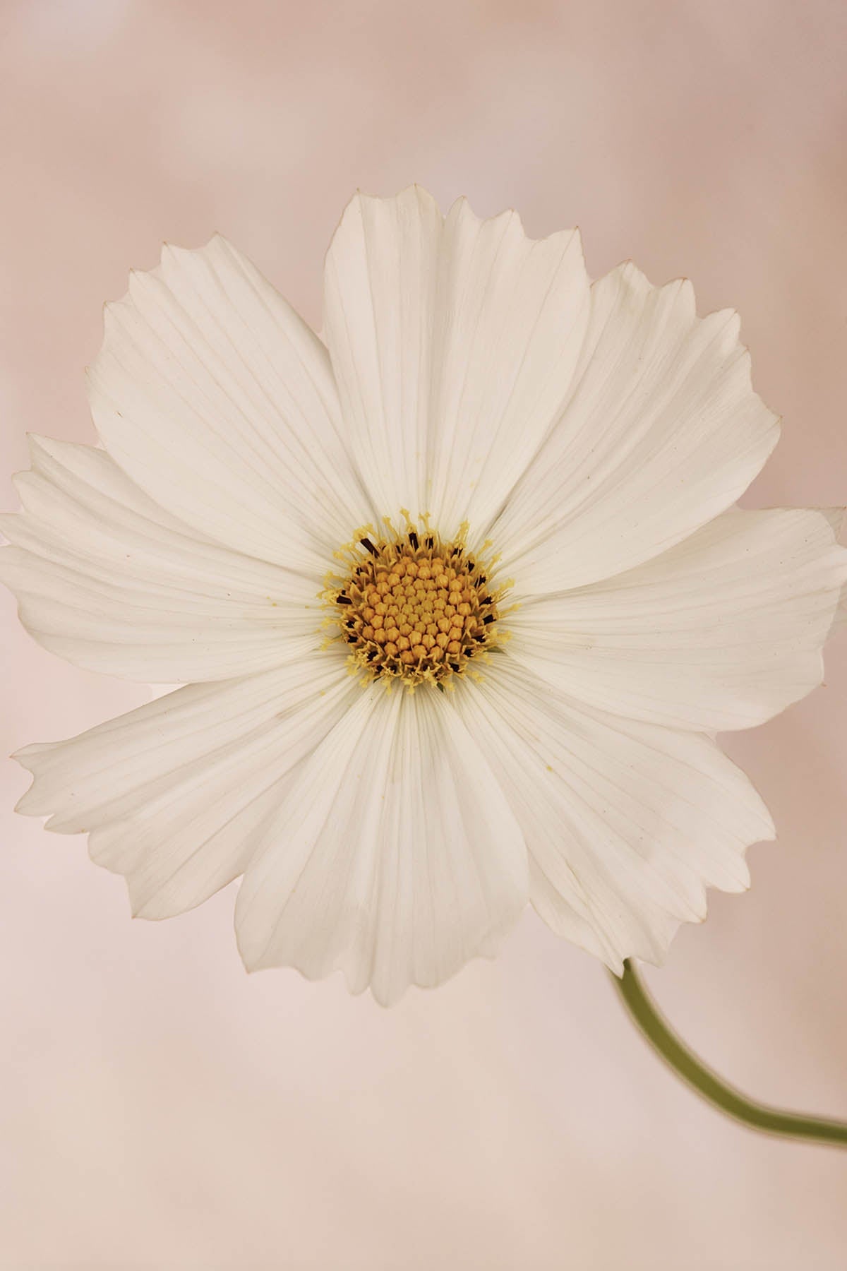 Austin Bloom Fine Art Print Cosmos