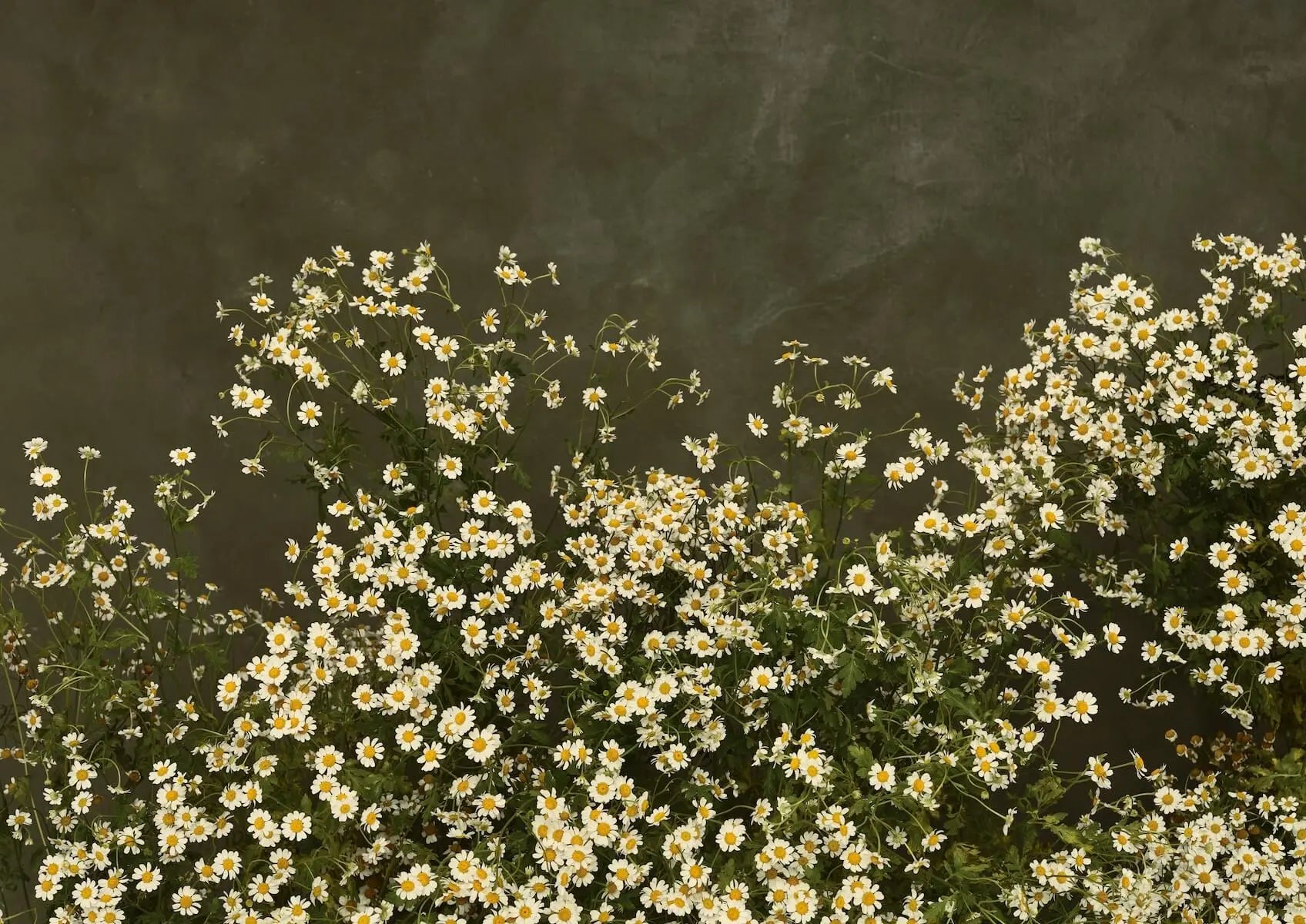 Austin Bloom Fine Art Print Dancing In The Wind