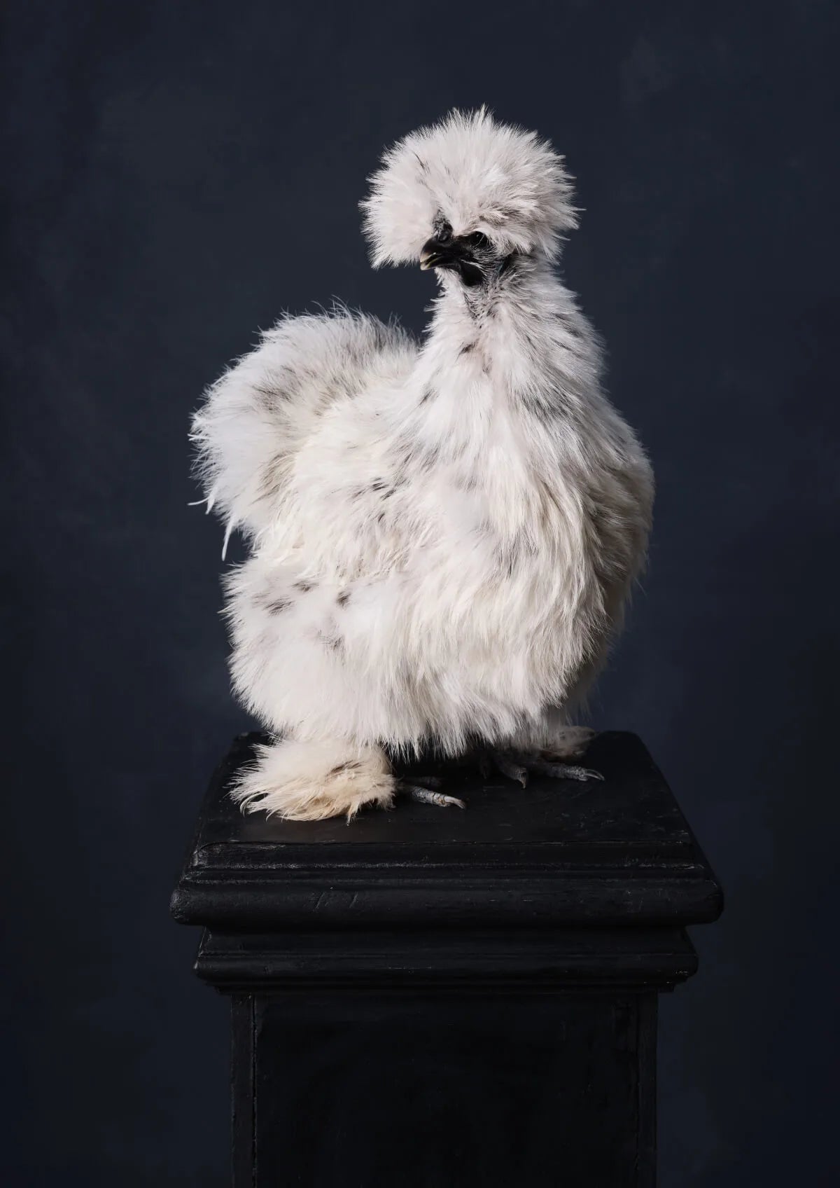 Fine art print of a fluffy white Silkie chicken perched on a weathered black pedestal against a dark charcoal background.