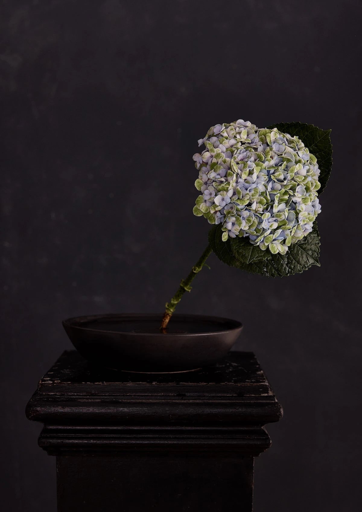 Austin Bloom Fine Art Print Exhale - Limited Edition