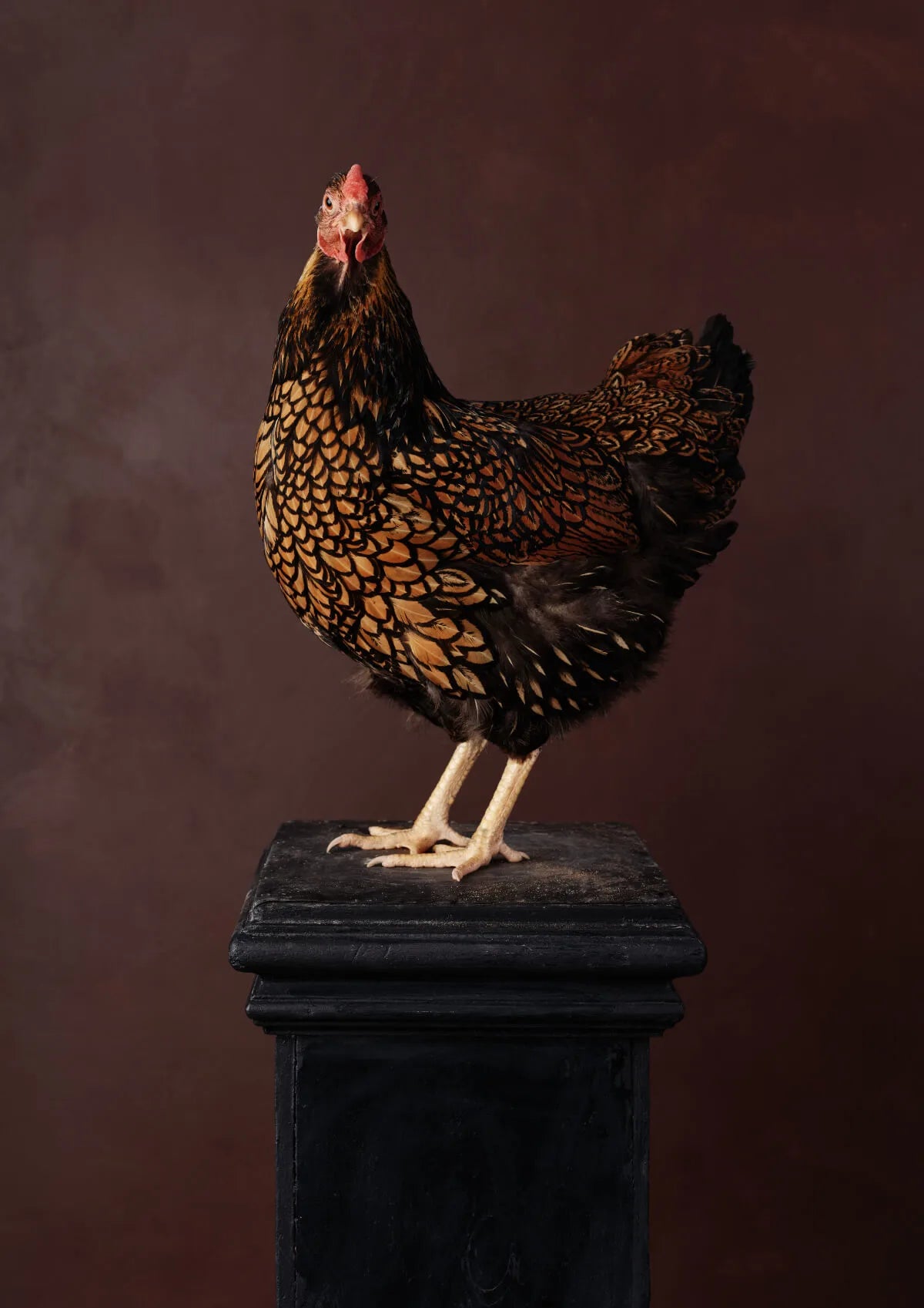 Fine art print of a golden-laced hen with rich amber and black plumage perched on a dark wooden pedestal against a moody burgundy background
