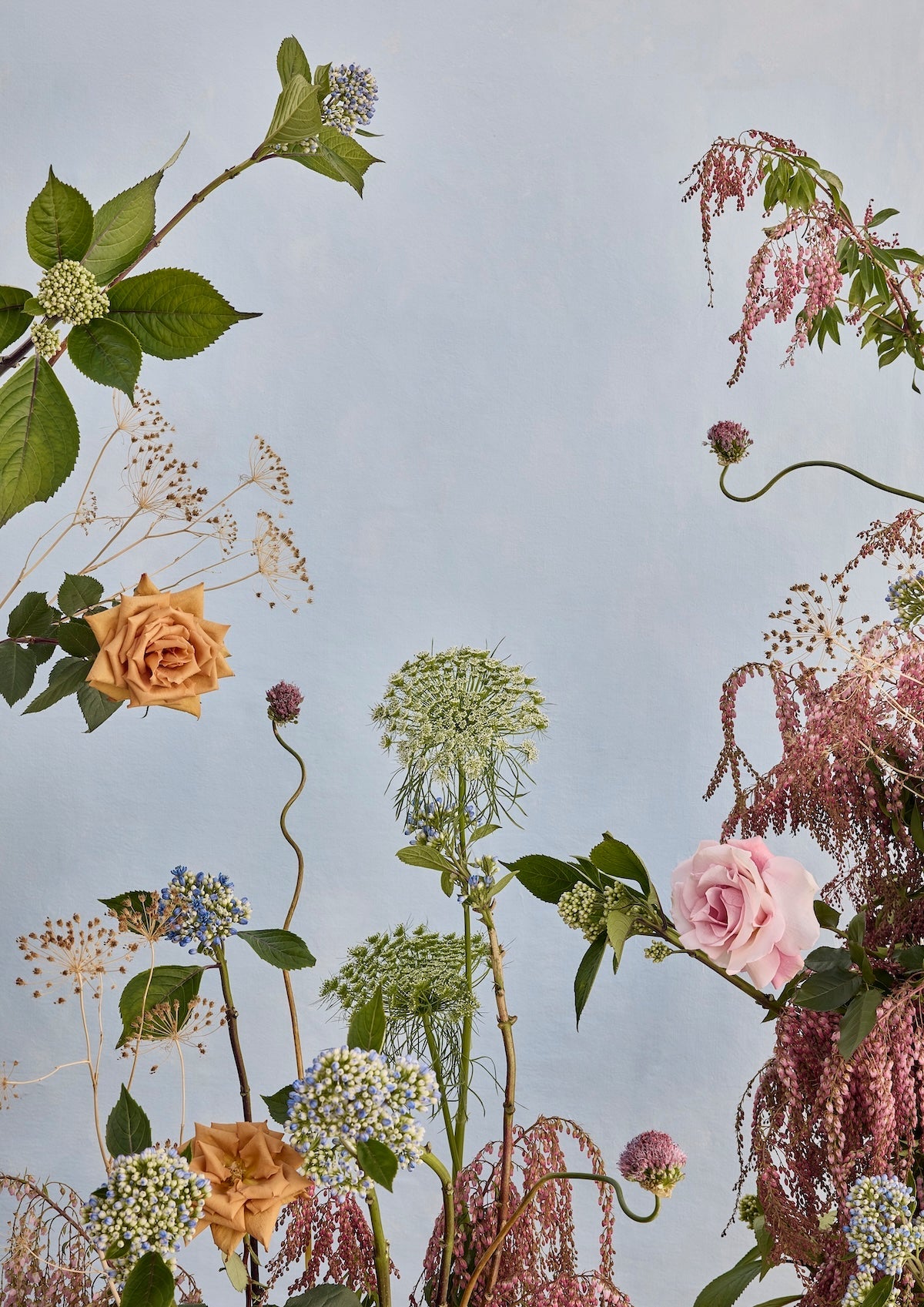 Fine art print of garden botanicals including pink and apricot roses, Queen Anne's lace, and delicate curved stems arranged on a soft blue background