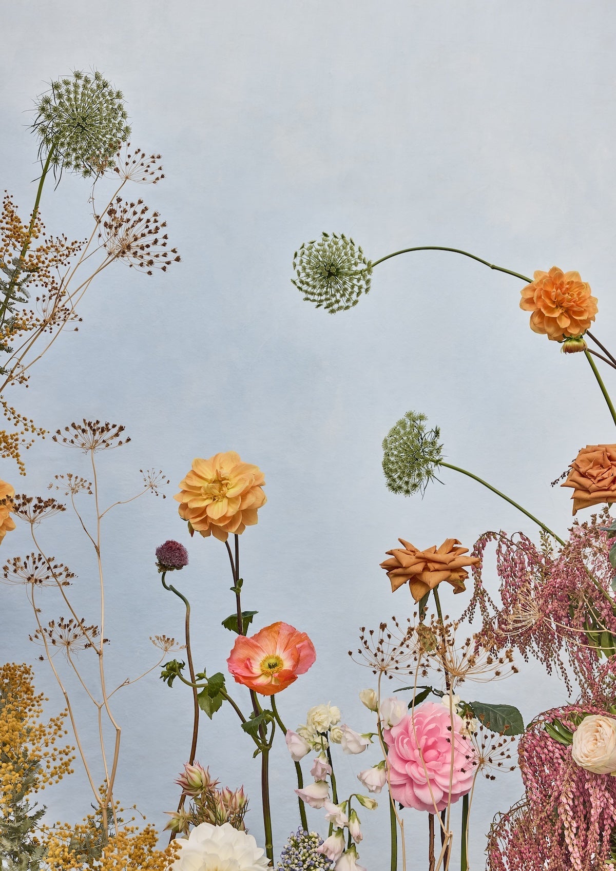 Botanical art print featuring orange dahlias, coral poppies, pink ranunculus, Queen Anne's lace, and dried grasses arranged on a soft blue-grey background.