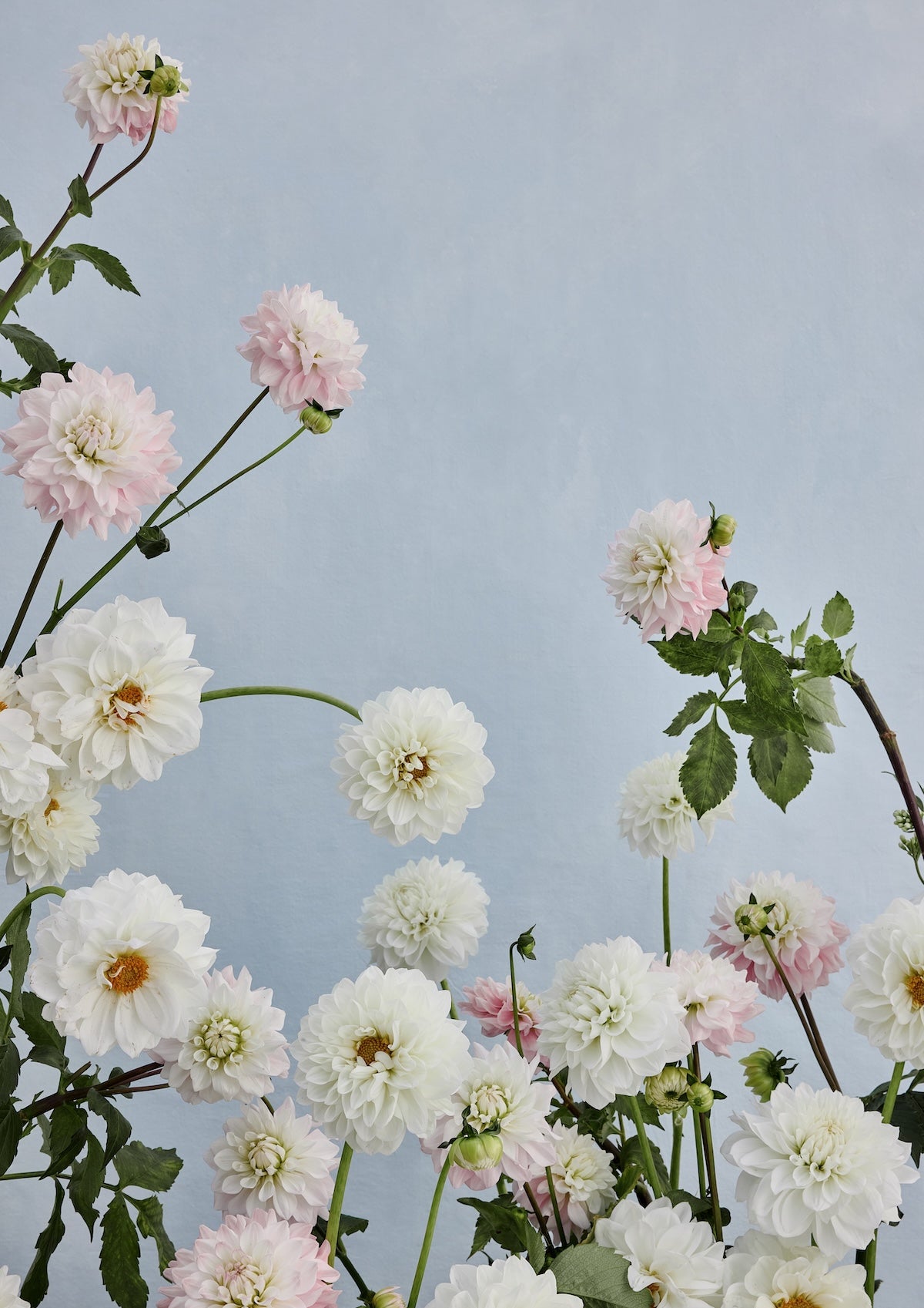 Botanical art print of white and blush pink dahlias with green stems against a soft pale blue sky in a serene garden setting
