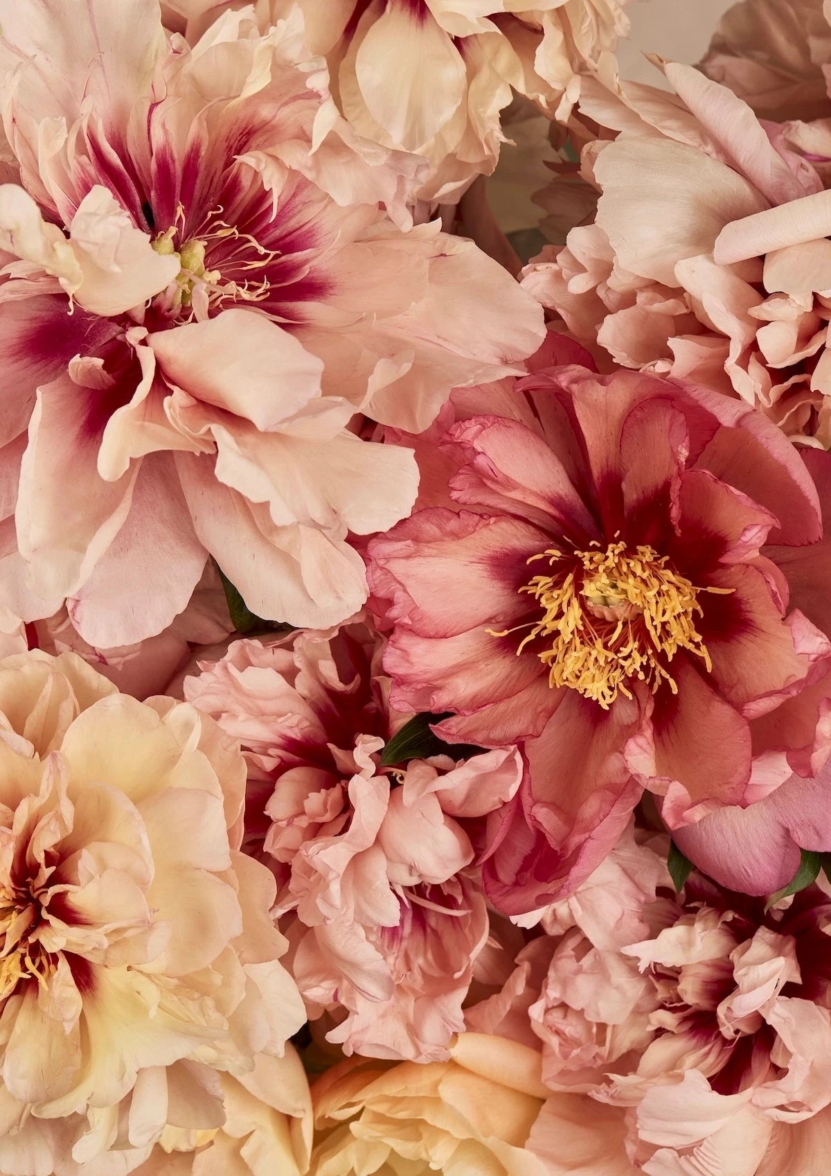 Botanical art print featuring lush peonies in soft blush, coral, and cream tones with golden stamens in an abundant, romantic arrangement.
