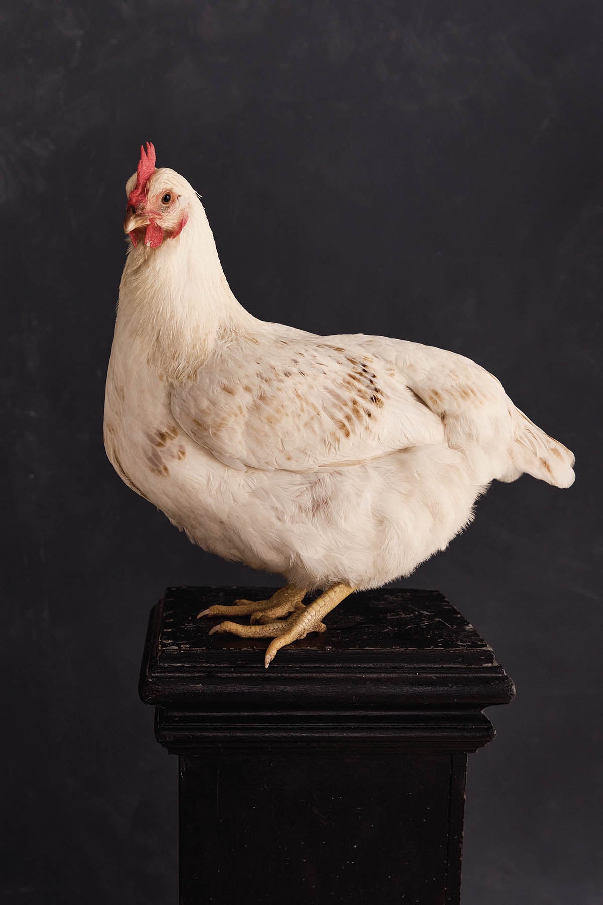 Austin Bloom Fine Art Print Rose - Fine Art Print