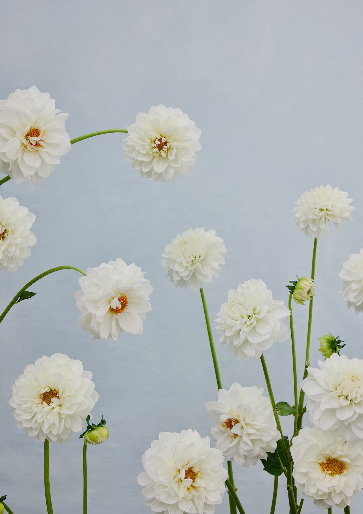Fine art print of delicate white dahlias with golden centres on green stems against a soft grey-blue background