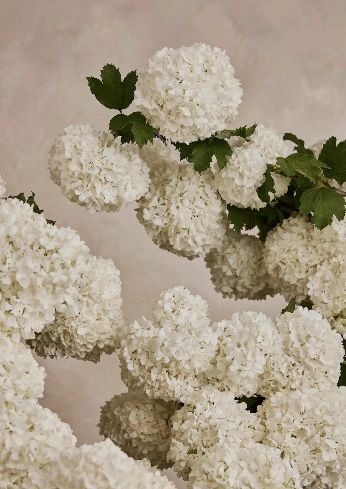 Austin Bloom Fine Art Print Snowball