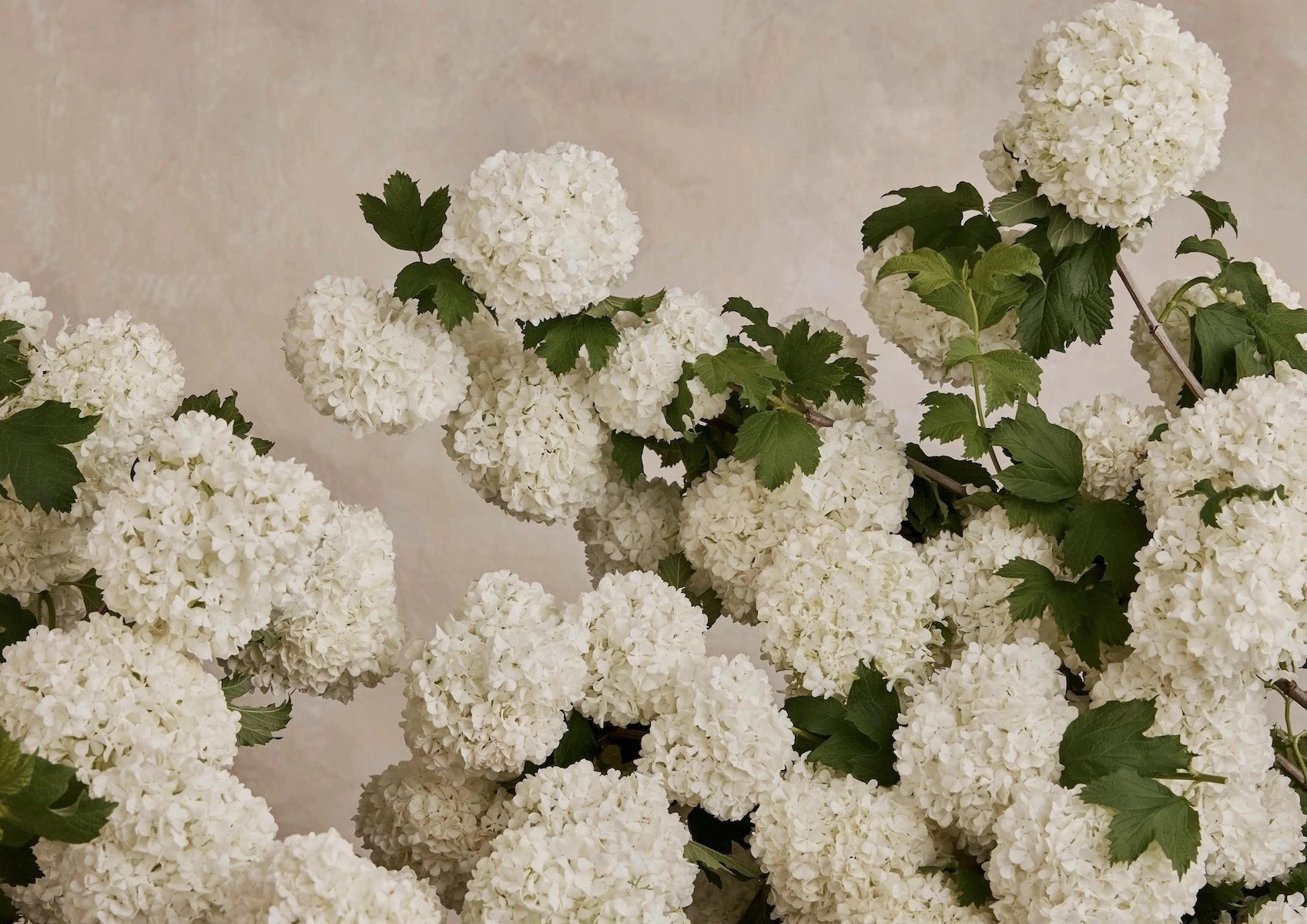 Austin Bloom Fine Art Print Snowball Landscape