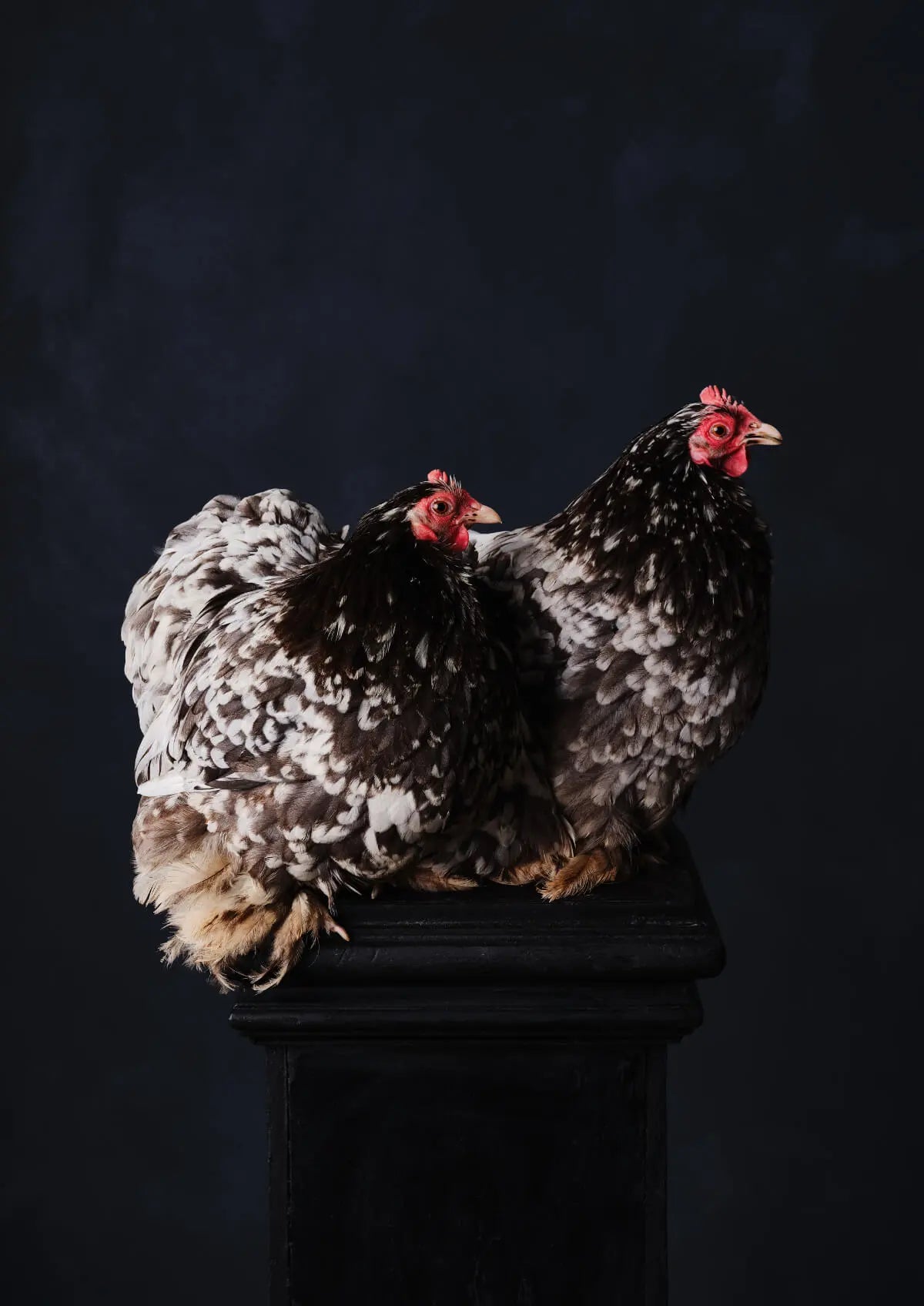 Fine art print of two speckled hens with black and white feathers and red combs perched together on a stool against a dark moody background