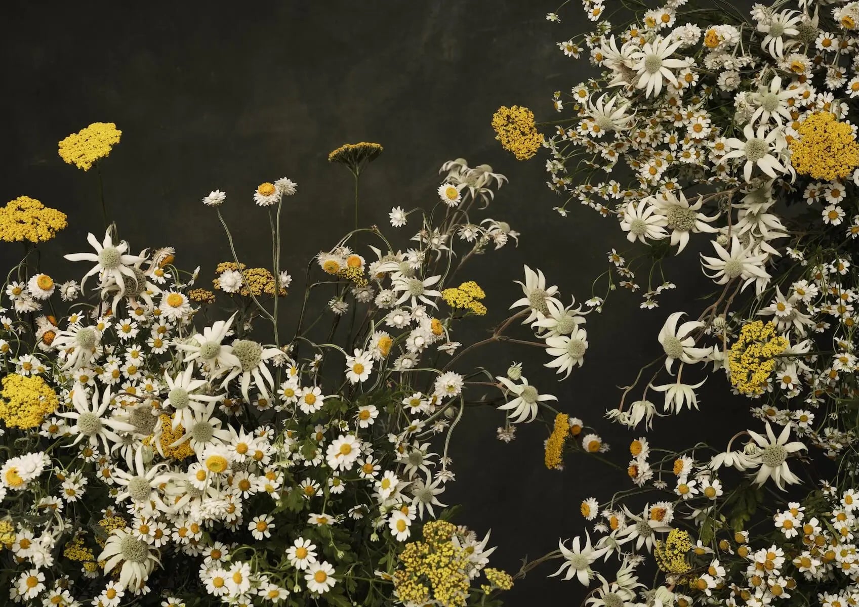 Austin Bloom Fine Art Print Summer Field