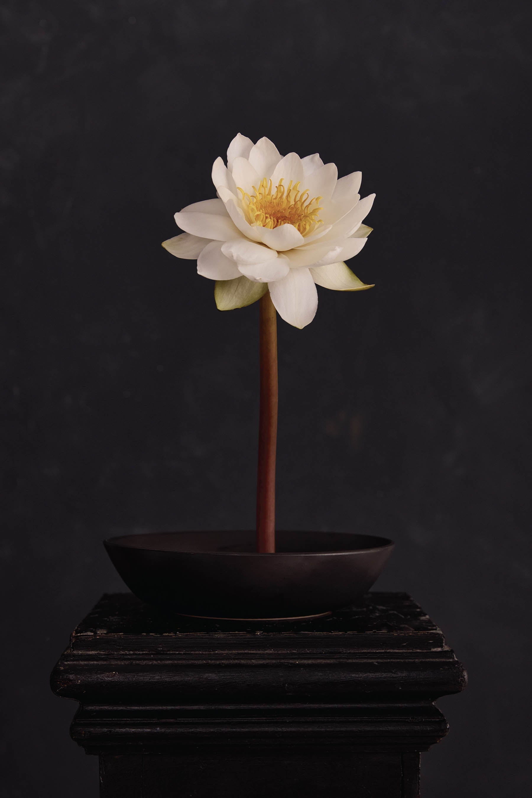 Austin Bloom Fine Art Print Water Lily - Fine Art Print