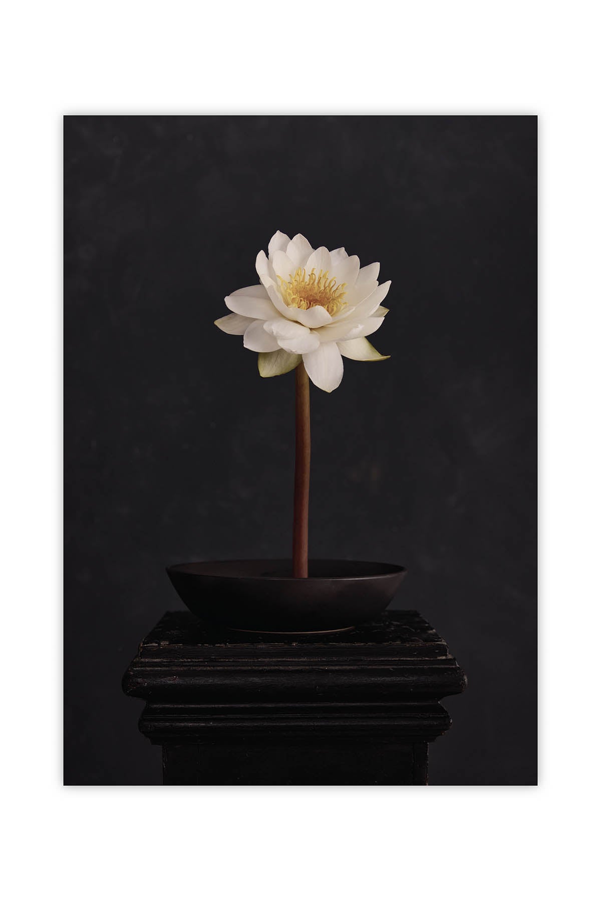 Austin Bloom Fine Art Print Water Lily - Fine Art Print