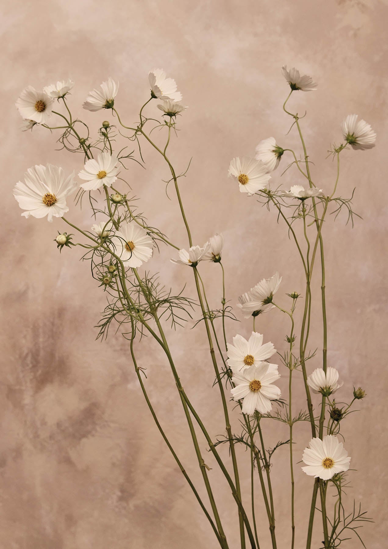 Austin Bloom Fine Art Print Wild Cosmos