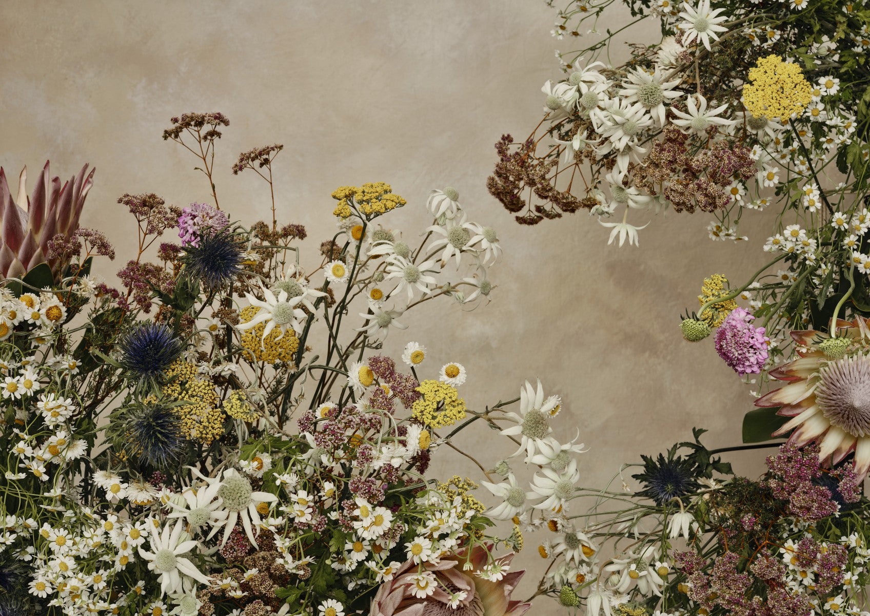 Fine art landscape meadow of wildflowers — daisies, blue thistle, pink protea and yarrow — against a warm taupe plaster background.