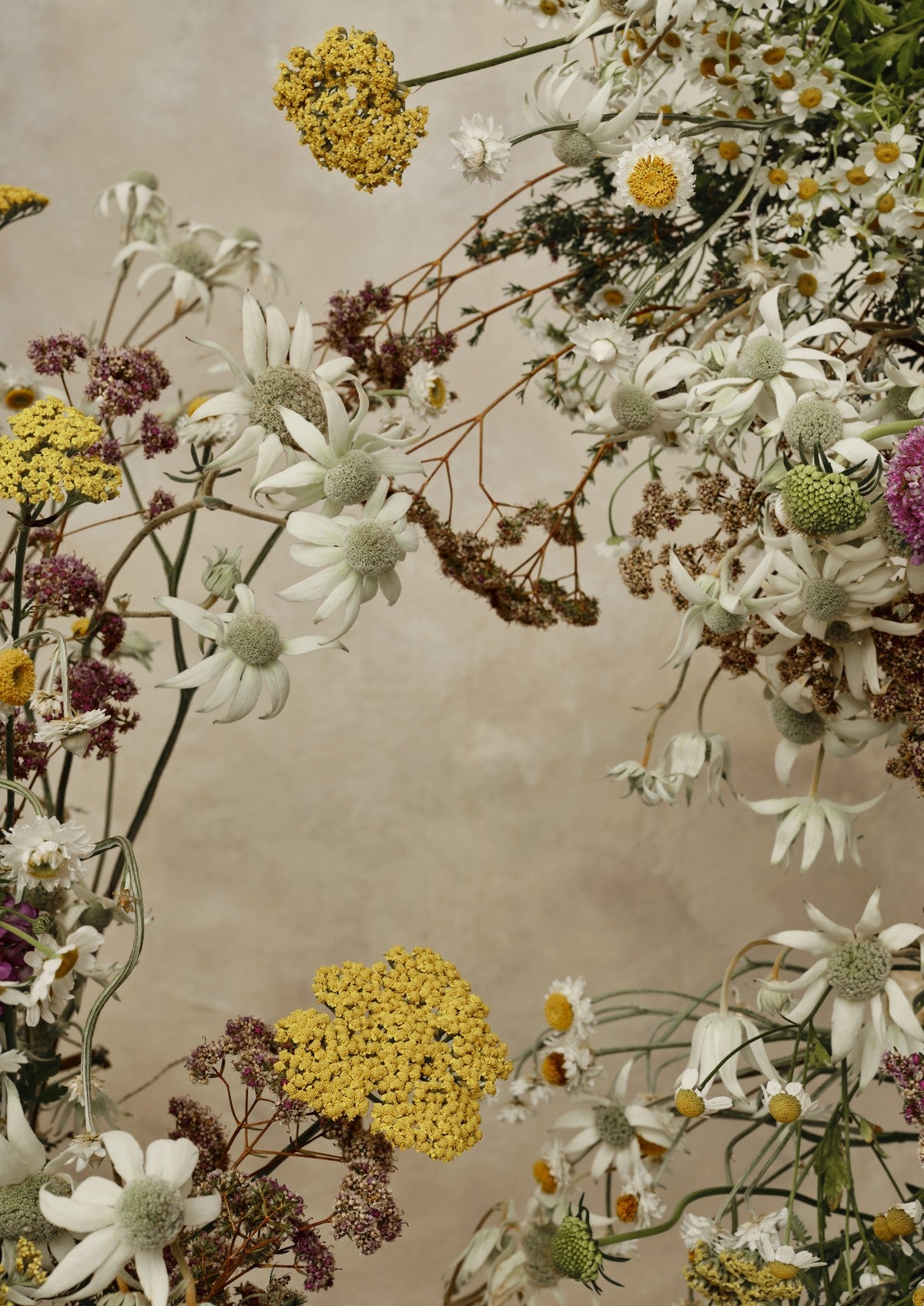 Fine art portrait of flannel flowers, daisies and mustard yarrow scattered across a soft taupe-beige ground with airy central negative space.