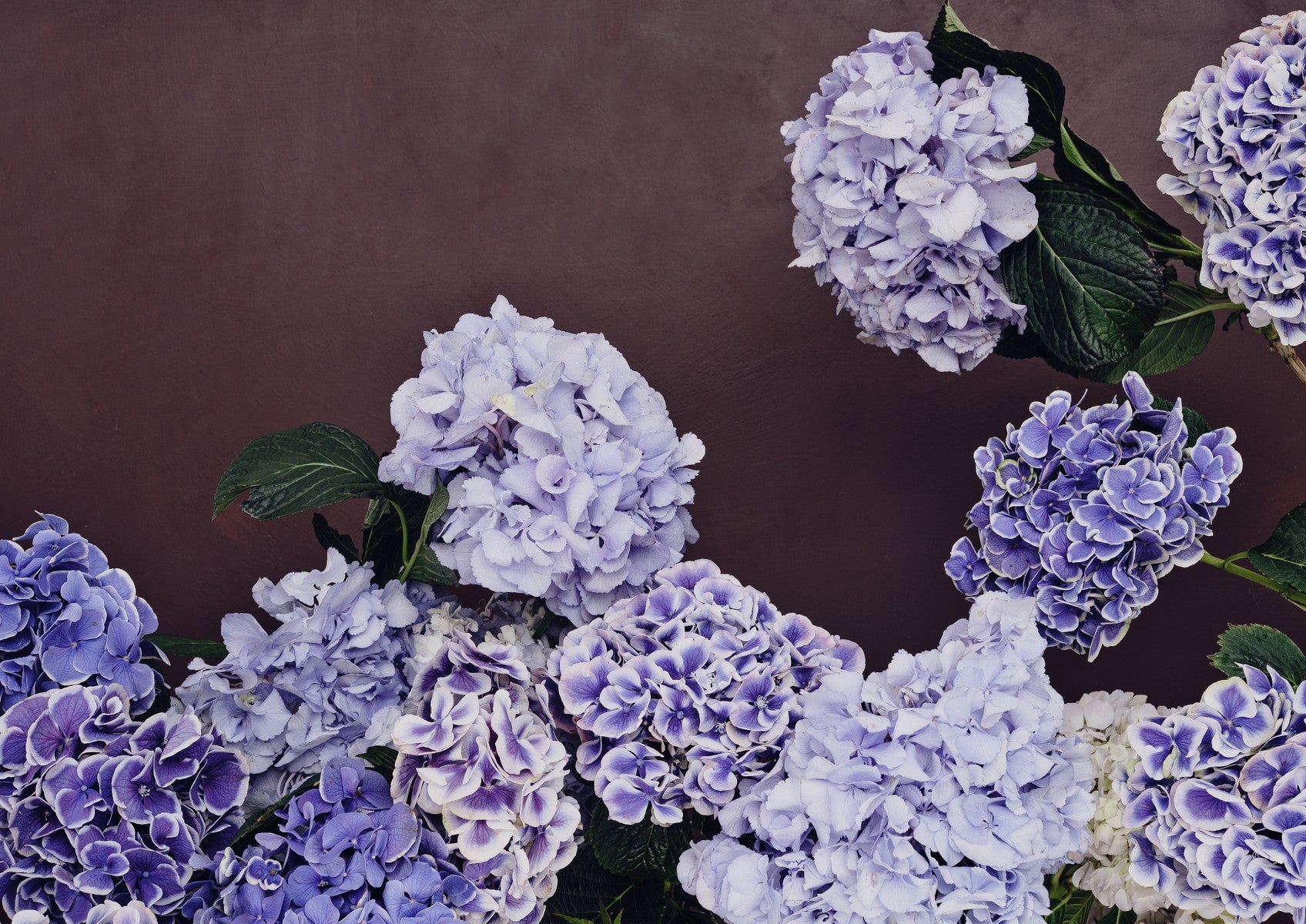 Fine art landscape of full lilac and periwinkle hydrangeas with dark foliage against a deep plum-brown wall.