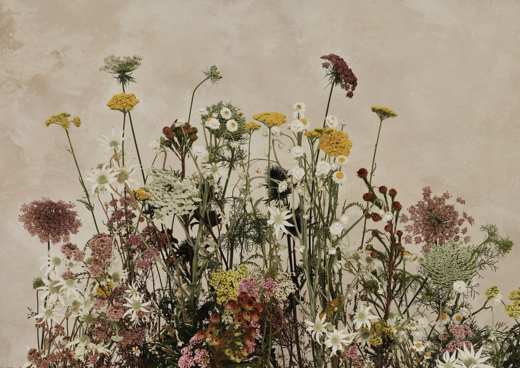 Fine art landscape spray of wildflowers — yarrow, daisies, flannel flowers and pink lace — against a soft beige plaster background.