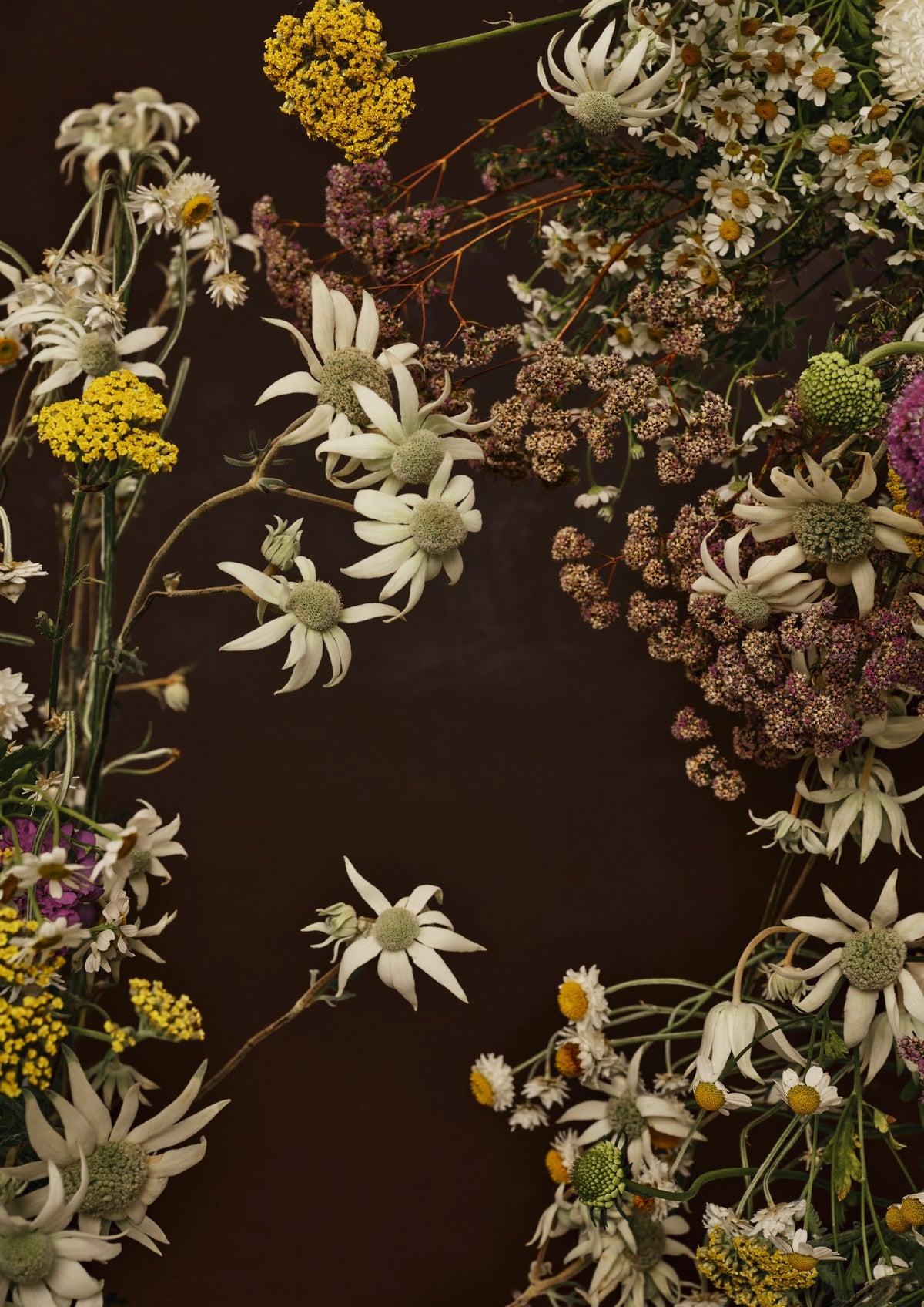 Fine art portrait of flannel flowers, daisies and yellow yarrow around a deep chocolate-brown void of negative space.