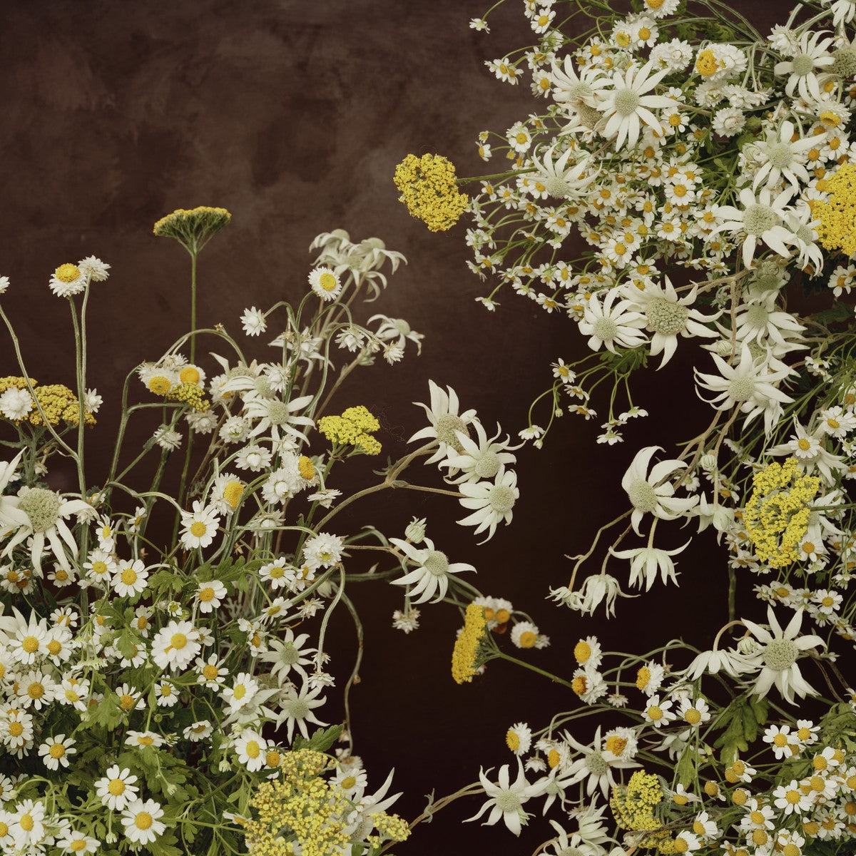 Square fine art print of white flannel flowers, daisies and yellow yarrow cascading from the upper right against a dark chocolate-brown ground.