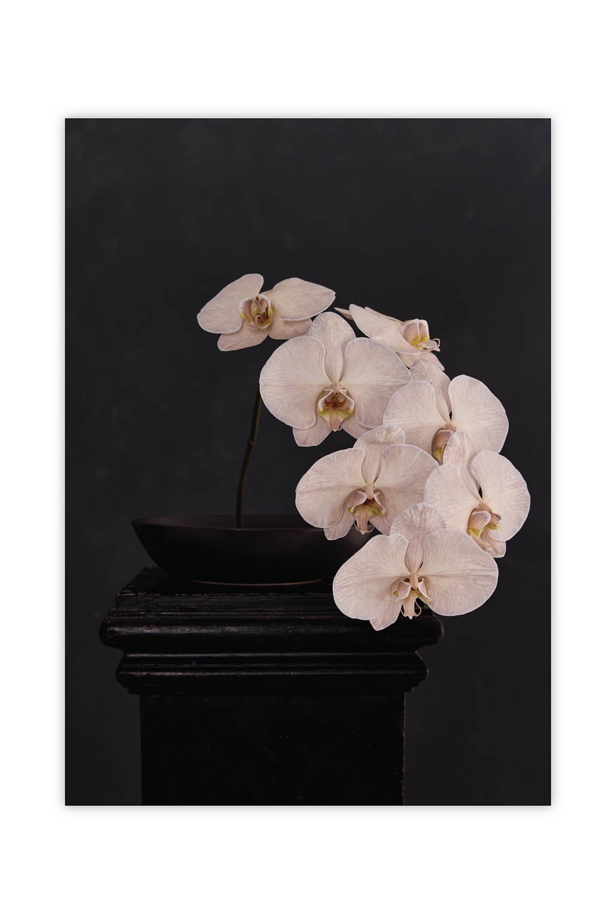 Fine Art Print Of A White Phaleanopsis Stem In A Black Bowl On A Black Mantle With A Black Rustic Background