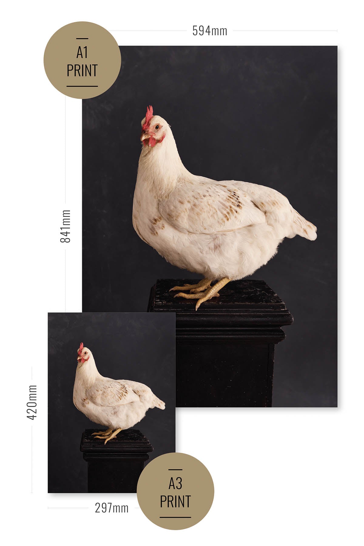 Fine Art Print Of A White Rose The Chicken Standing On A Black Plinth With A Black Background Size Comparison Chart