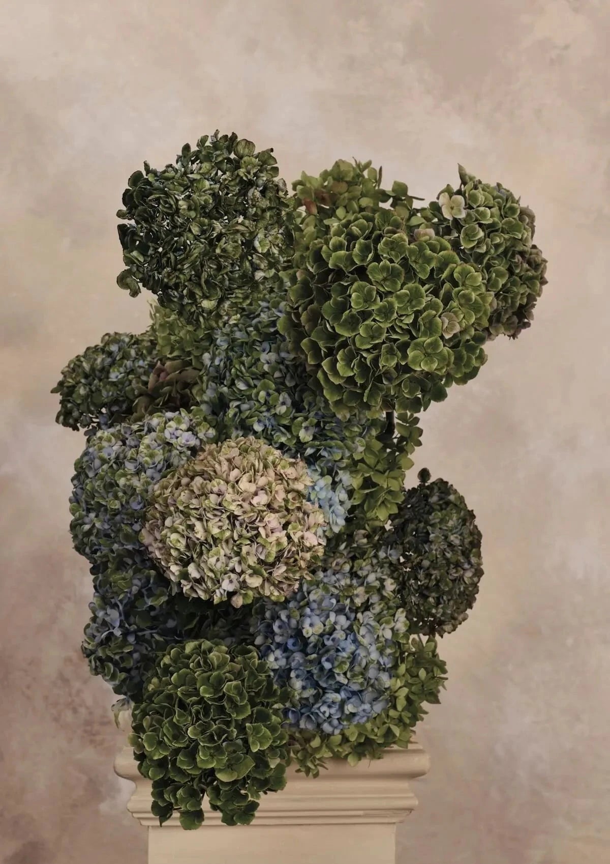 Fine art print of dried hydrangea blooms in layered green, blue, and cream tones arranged on a white pedestal against a soft beige background.