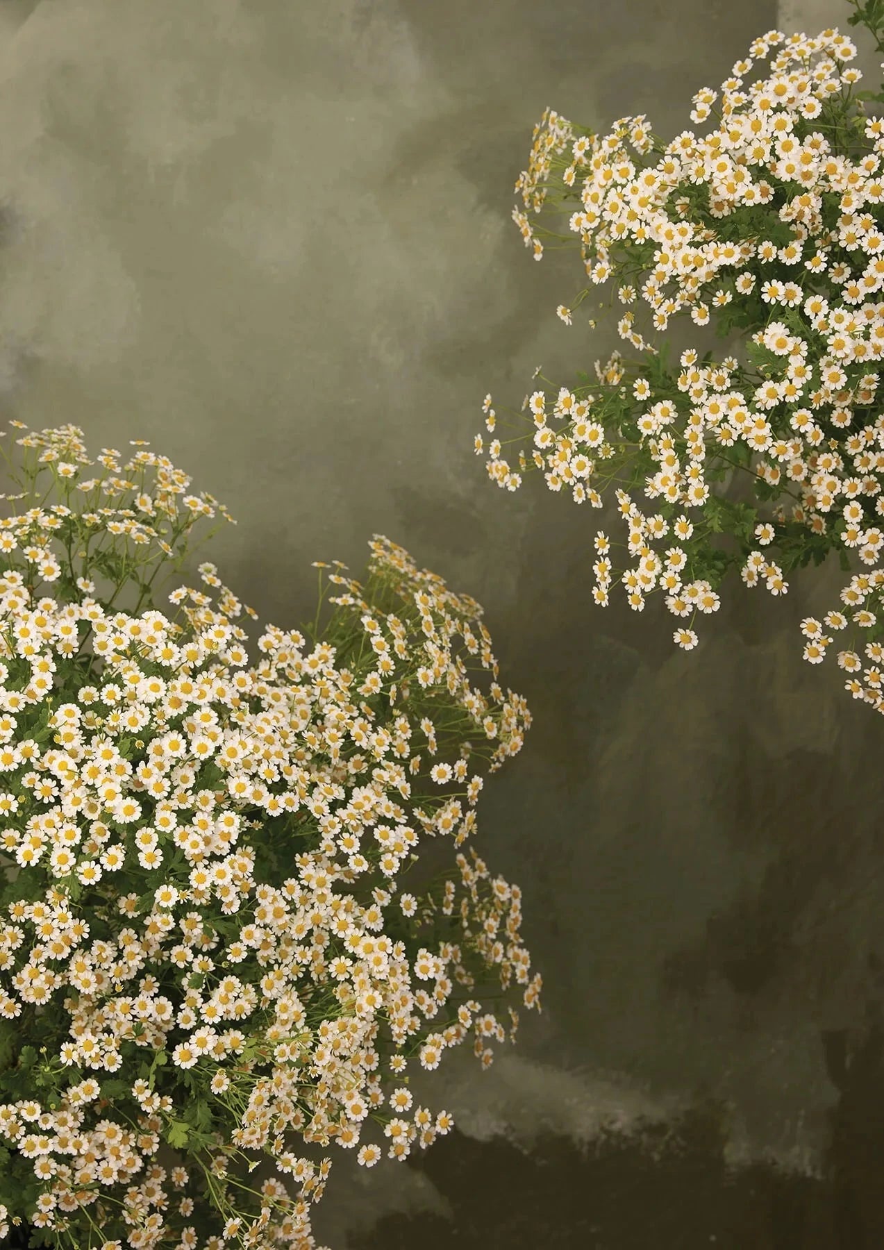 Austin Bloom Fine Art Print Chamomile
