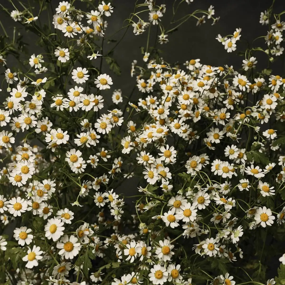 Austin Bloom Fine Art Print Chamomile Basking