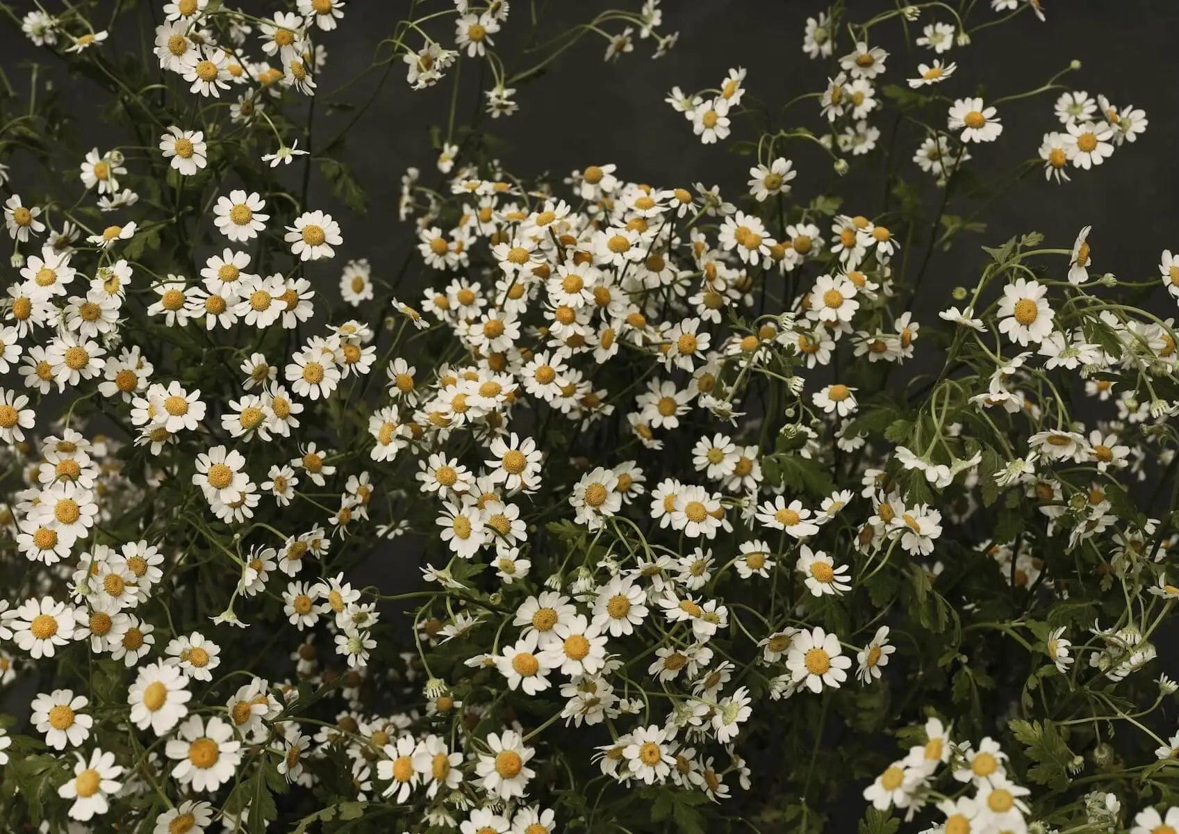 Austin Bloom Fine Art Print Chamomile Dreams