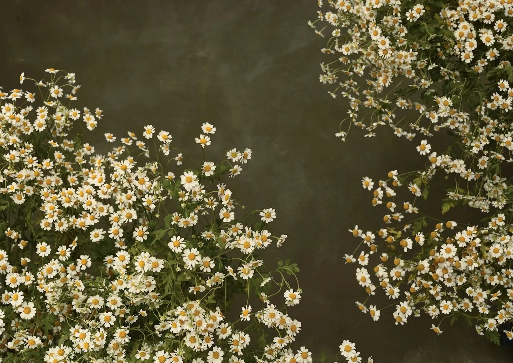 Austin Bloom Fine Art Print Chamomile Landscape