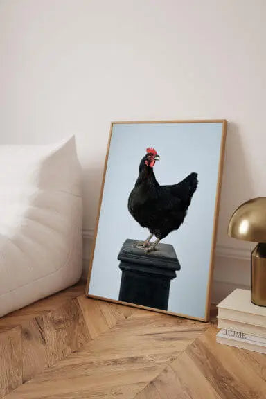 Fine art print of black chicken with red comb perched on dark pedestal against soft blue background, leaning against cream sofa on herringbone timber floor