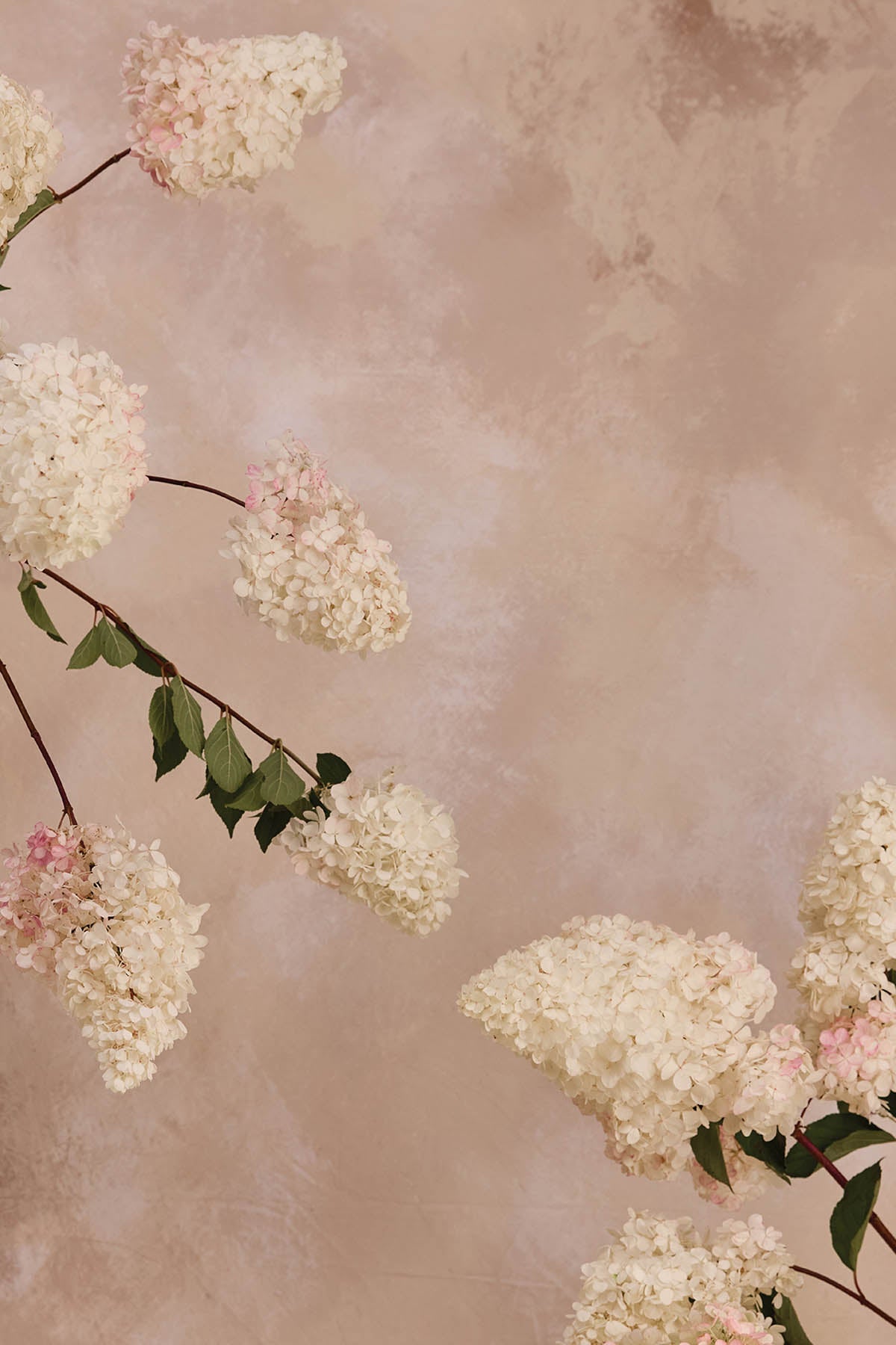 Austin Bloom Fine Art Print Paniculata