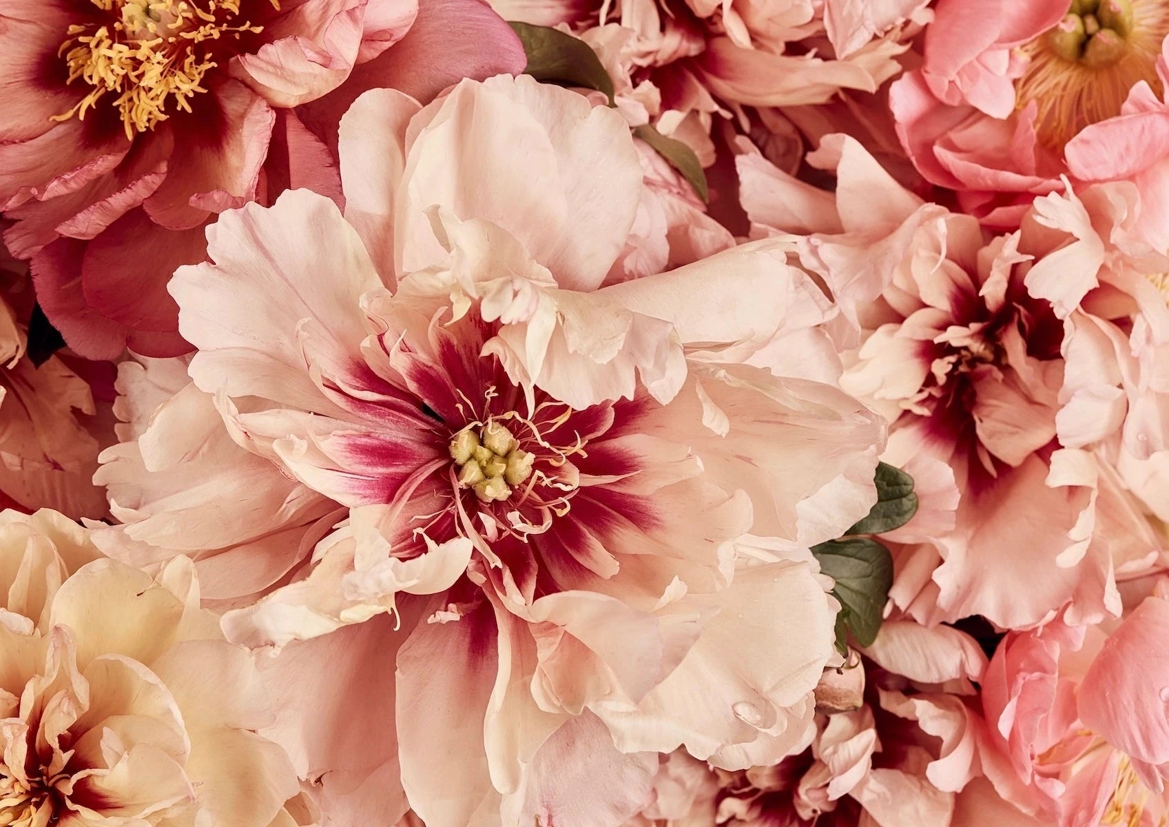 Fine art print featuring a lush cluster of blush pink and coral peonies with golden stamens in soft romantic tones