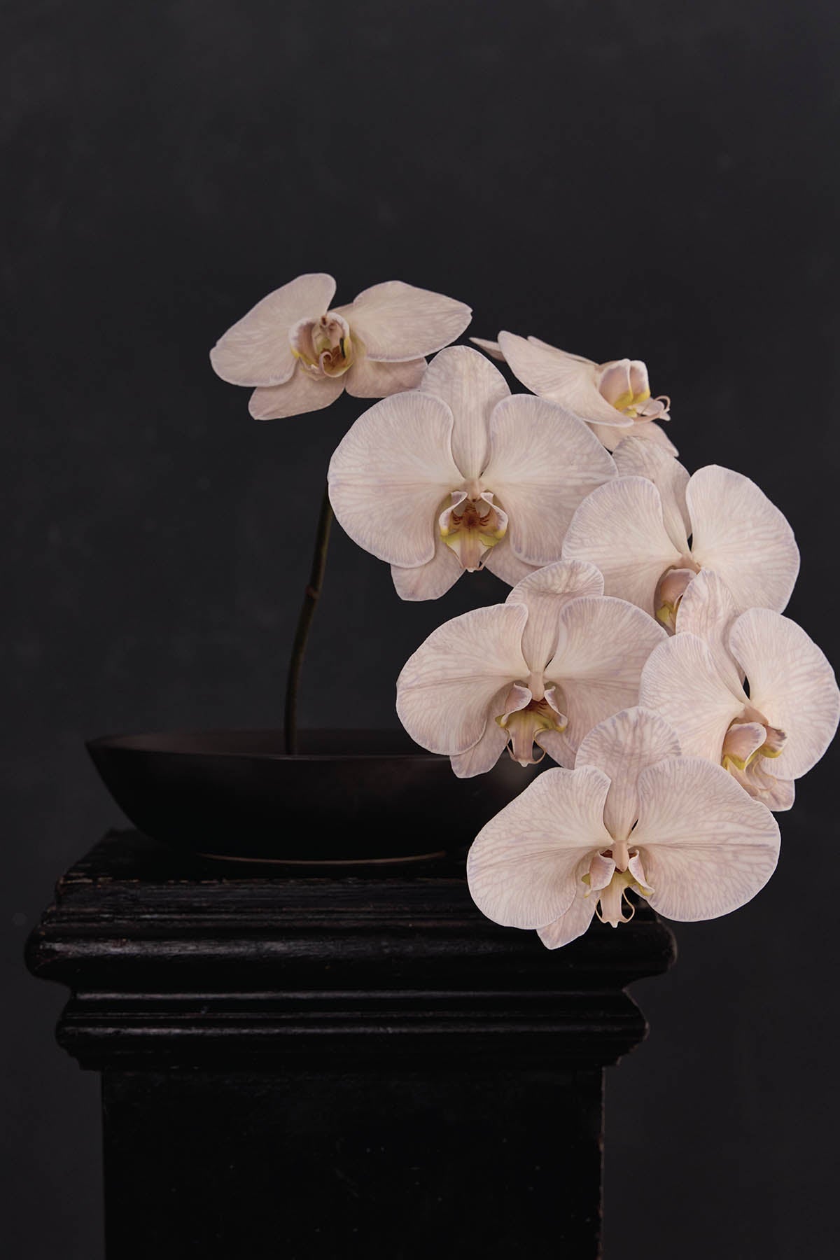 Austin Bloom Fine Art Print Phalaenopsis - Fine Art Print