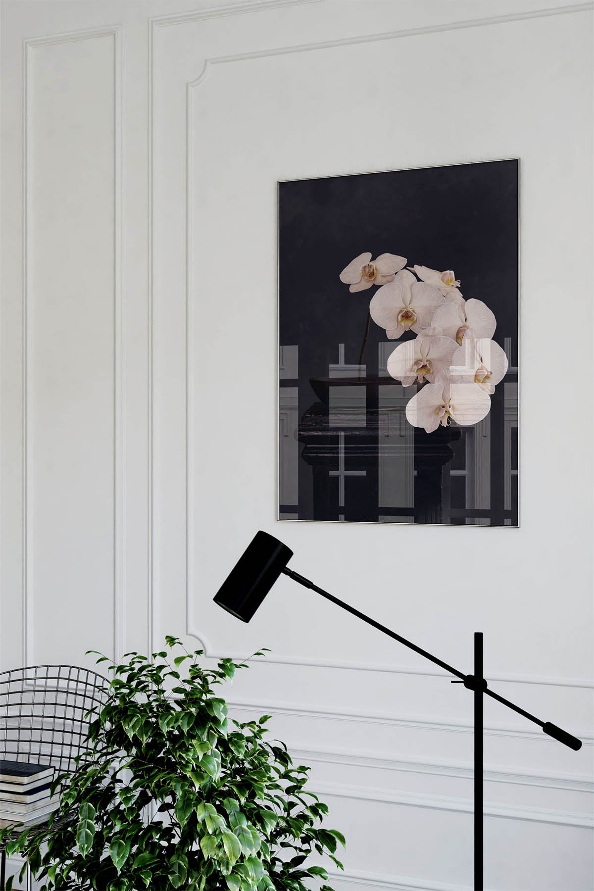 Austin Bloom Fine Art Print Phalaenopsis - Fine Art Print