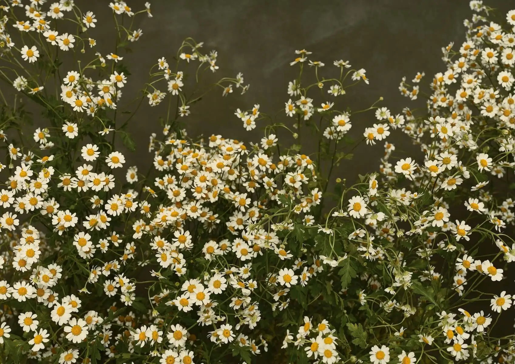 Austin Bloom Fine Art Print Playing In The Field