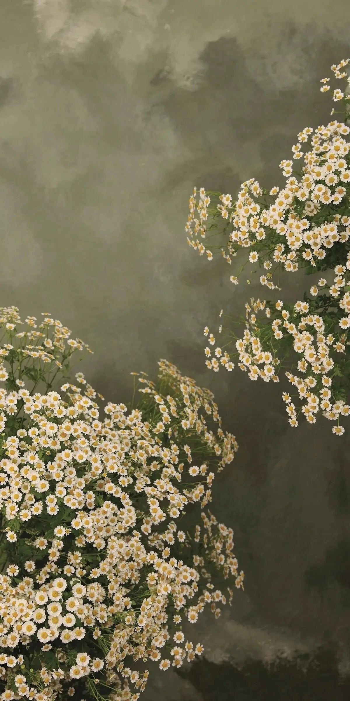 Austin Bloom Wall Hanging Standard | 760 mm x 1410 mm Chamomile Wall Hanging